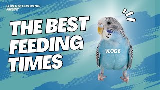 🐦 The Perfect Feeding Times  🕒 Vlog 6  🏡 Colony Life Moments [upl. by Pelligrini700]