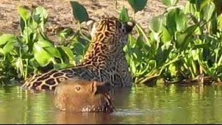 Flagra no Pantanal Onça ataca capivara  Jaguar attacks capybara 🐯🎥 [upl. by Althea]