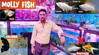 Molly fish  molly fish breeding tankmates disease treatment food  Pari aquarium Kurla Market [upl. by Aronoel]