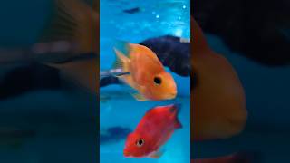 Red Perot fish cichlids aquarium fish perot youtube ytshorts [upl. by Llenreb]