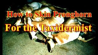 How to Cape A Pronghorn for the Taxidermist [upl. by Adyam188]