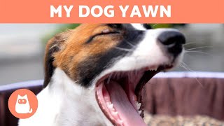 Why Does My Dog Yawn When I scold Him  Dog Calming Signals [upl. by Lacagnia]