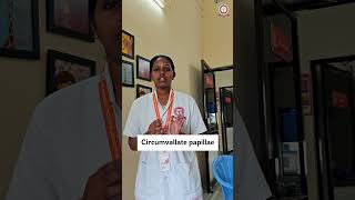 Asking questions to College Students random 👩‍⚕️ part 04  circumvallate papillae dentalstudents [upl. by Oigufer]