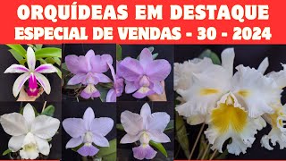 ORQUÍDEAS em DESTAQUE  Especial de Vendas 30  2024  LC SBELT GLOLDEN  cor e tamanho espetacular [upl. by Valeria403]