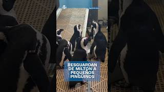 Protegen a pequeños pingüinos antes peligro por el huracán Milton shorts [upl. by Marpet]