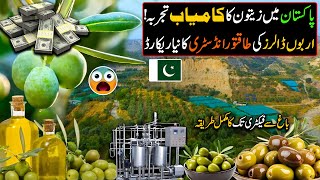 Billion of Dollars Industry of Pakistan  Big Olive oil Extraction in Pakistan   Olive oil Farming [upl. by Ayerhs]