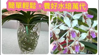 輕鬆簡單就能養好水培萬代蘭 Vanda lamellate Okinawa73月2024 [upl. by Shultz]