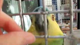 amazon parrot eats green beans [upl. by Broderick]