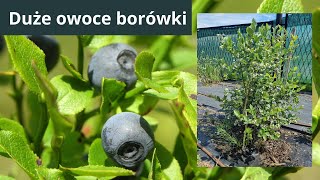 Borówka warto o nią zadbać by miała duże owoce [upl. by Dale568]