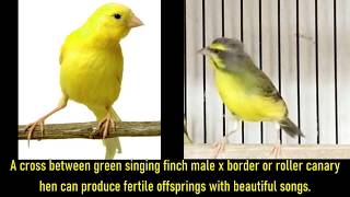 Green Singing Finch Diet Sexing Breeding Hybridizing [upl. by Clabo]