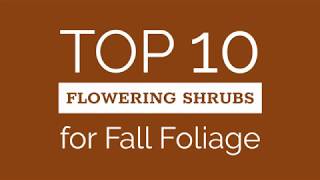 Top Ten Shrubs for Fall Foliage [upl. by Iorgo]