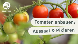 Tomaten anbauen Aussaat amp pikieren Anleitung [upl. by Vogeley712]