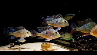 Geophagus Altifrons Geophagus Sveni Festivus Red Tapajos [upl. by Sivel]