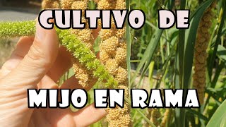 🌾Cultivo de mijo en rama o panizo para canarios exóticos y otras aves [upl. by Adair552]