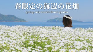 【フラワーパーク浦島】瀬戸内海を一望できる春限定の海辺の花畑 [upl. by Ailisab]