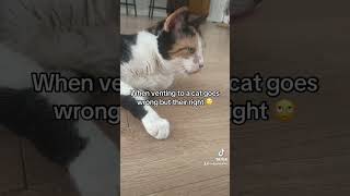 When you vent to your cat 😩 cat funnypetschannel funny youtubeshorts pets funnyanimal [upl. by Isabel]