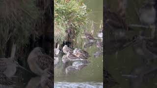 Sharptailed Sandpipers at Reifel Bird Sanctuary 92824 [upl. by Ytima107]