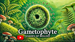 Gametophyte VS Sporophyte Part  1 l NEET l CBSE l Plant Kingdom [upl. by Sunev795]