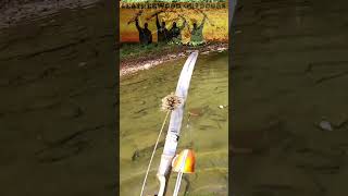 Incredible Bow Fishing Shots with a Recurve  No Sights [upl. by Niraa687]