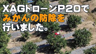 XAG P20による果樹防除、ドローンでのみかんへの完全自動農薬散布テスト和歌山株式会社未来図 [upl. by Betsy]