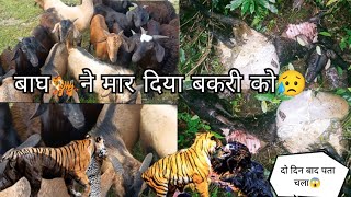 बाघ🐅ने मार दिया बकरी को😥दो दिन बाद पता चला😱bagh tigertigersbaghajk uttrakhand uttrakhandvlog [upl. by Caputo]