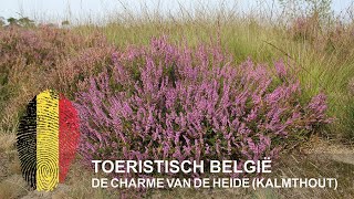 België  De charme van de heide  Kalmthoutse Heide [upl. by Notpmah433]