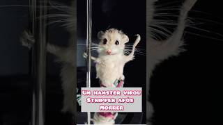 Um hamster vira stripper após morrer animais hamster [upl. by Anilram]