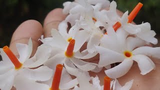 Harsingar  Parijaat 🍀 Shiuli  Raat Ki Rani  Night Jasmine  October flower [upl. by Suirradal]