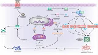 Gaucher Disease [upl. by Struve]