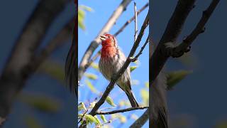 House Finch Singing  Backyard Bird Calls [upl. by Domonic]