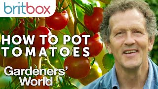 How to Pot Tomato Plants  Top Tips  Gardeners World [upl. by Delilah]