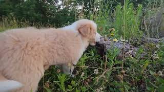 Border Collie Puppy Adventure Walk [upl. by Korie]