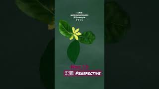 【366花語Nov13】宏觀  perspective [upl. by Nodababus]