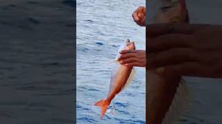 Red Snapper Fishing In Hand Line Method fishing seafood onefishtwofishredfishbluefish [upl. by Anos306]