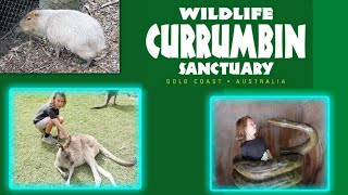 Currumbin Wildlife sanctuary [upl. by Laius]