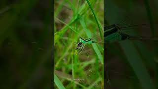 Green damselfly eating small spider nature mobilephotograpy macro shorts [upl. by Ained]