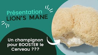 Présentation du Lions Mane  Le Champignon crinière de lion [upl. by Ssej194]