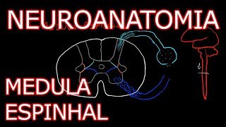 Aula Neuroanatomia  Medula Espinhal  Neuroanatomia Humana 3 [upl. by Kcirevam274]