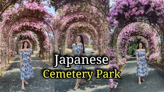 Bougainvilleas full bloom at Japanese Cemetery Park  Jovelyn Mirambel [upl. by Ternan]