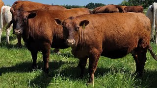 Pasture improvement with Carbon and Cows [upl. by Eolc]