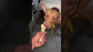 calcium bone dog doglover apbtlife apbtlove pitbull puppy realapbt pets americanbully ￼ [upl. by Nyvar]