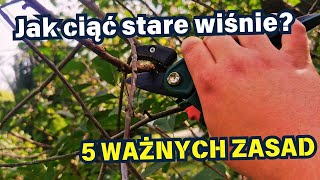 JAK CIĄĆ STARE WIŚNIE 🍒 🌳 ✂️ [upl. by Ibbison99]