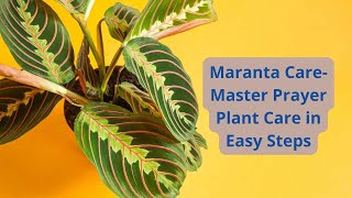 Maranta Care Master Prayer Plant Care in Easy Steps [upl. by Berner]