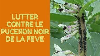 Comment lutter contre le puceron noir de la fève [upl. by Iral]