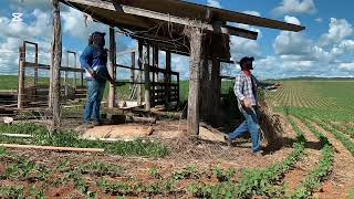 Desmanchando um curral para construir nosso rancho na beira do rio🏞️PILOTO [upl. by Standice]