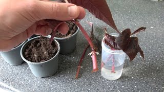 3 Ways How I Propagate My Persicarias Fast amp Easy [upl. by Soisinoid]