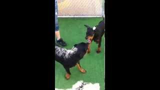 Rottweiler vs Doberman [upl. by Norihs]