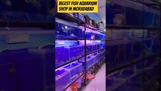 Biggest fish aquarium shop in Moradabad 8218672972 [upl. by Dardani854]