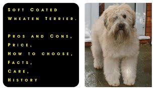 Soft Coated Wheaten Terrier Pros and Cons Price How to choose Facts Care History [upl. by Iamhaj]