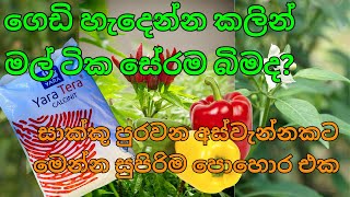 අස්වැන්න දෙගුණ තෙගුණ කරන සුපිරිම පොහොර එක  Yaratera Calcinit  2024 [upl. by Aven]